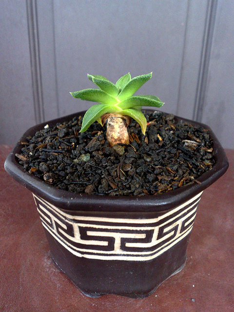 Mesembryanthemum vittatum